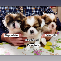 Cuccioli amorevoli adatti anche per i bambini