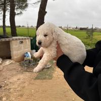 Cuccioli di maremmano