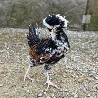 Galline padovane