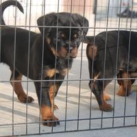 Cuccioli di Rottweiler