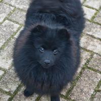 Cucciolo Spitz Tedesco Piccolo ( Kleinspitz )