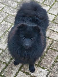 Cucciolo Spitz Tedesco Piccolo ( Kleinspitz )