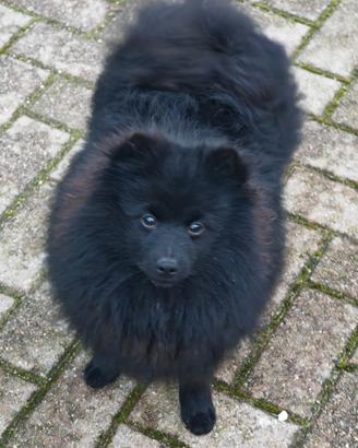 Cucciolo Spitz Tedesco Piccolo ( Kleinspitz )