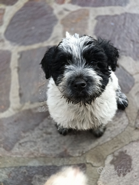 Lagotto springer da tartufo