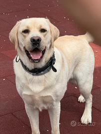 Labrador maschio per accoppiamento