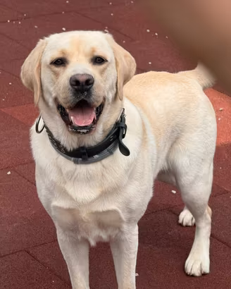 Labrador maschio per accoppiamento