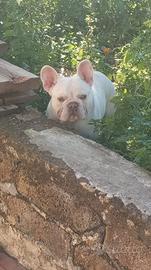 Bulldog francese