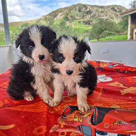 Cuccioli di border collie