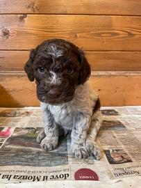 Cuccioli Lagotto Romagnolo