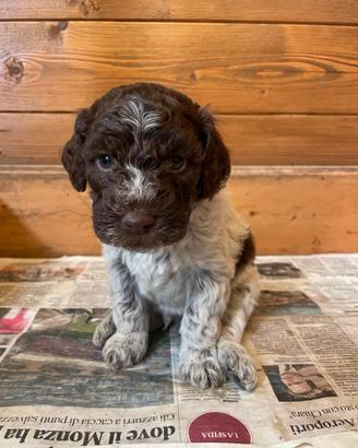 Cuccioli Lagotto Romagnolo