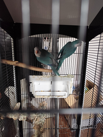 Coppia parrocchetti monaci pronti per la covata