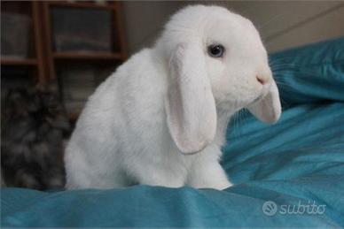 Coniglio Ariete C.e.r.c.o