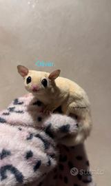 Petauri dello zucchero