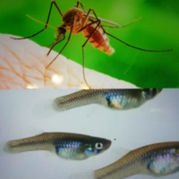 Pesci gambusia / basta zanzare