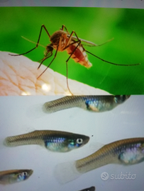 Pesci gambusia / basta zanzare