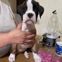 Cucciole boxer