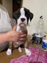 Cucciole boxer