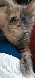 Cucciola Maine Coon