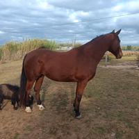Cavalla (Quarter) di 8 anni
