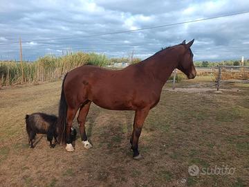 Cavalla sana di 7 anni