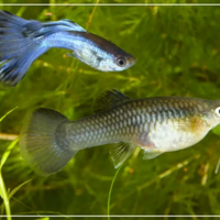 Pesci tropicali acquario Guppy poecilia