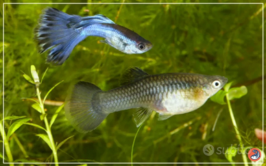 Pesci tropicali acquario Guppy poecilia