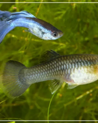 Pesci tropicali acquario Guppy poecilia