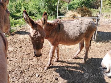 Puledro asino amiatino