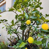 pianta limoni ultracentenaria