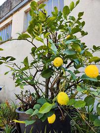 pianta limoni ultracentenaria