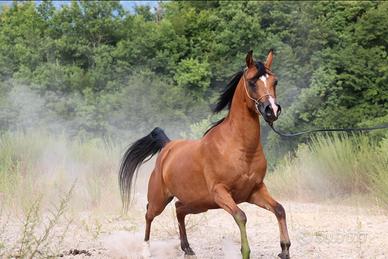 Cavallo Arabo