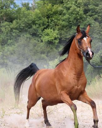 Cavallo Arabo