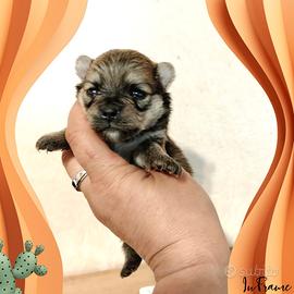 Spitz pomerania