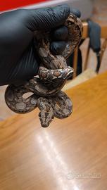 Tarahumara Mountain Boa