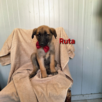 RUTA simil malinois 3 mesi
