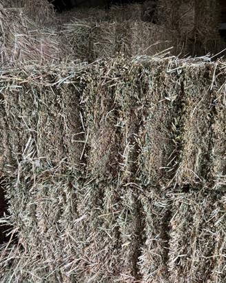 Erba medica in ballette da 25-30 kg