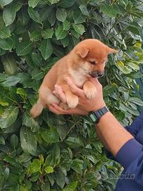 Straordinario cucciolo Sh