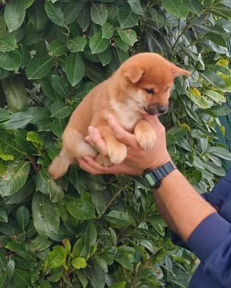 Straordinario cucciolo Sh