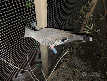 Tortore ciuffate australiane