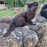 Scottish fold femmina