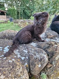 Scottish fold femmina