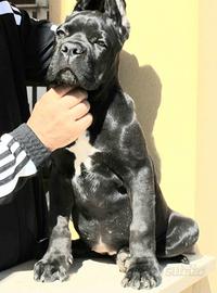 Cuccioli cane corso