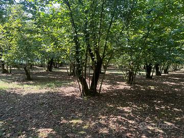 Terreno noccioleto