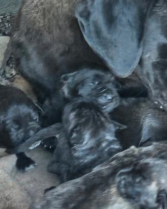 Cane Corso