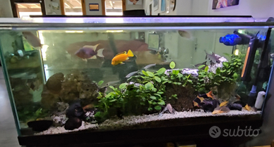 2 acquari 300 litri