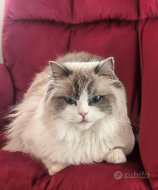 Gatta ragdoll 4 anni pedigree Anfi