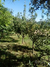 Terreno nel Parco del Conero