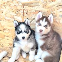 Cucciolo siberian husky