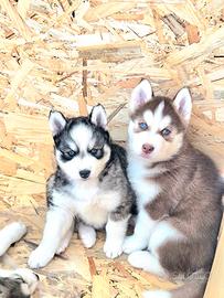 Cucciolo siberian husky