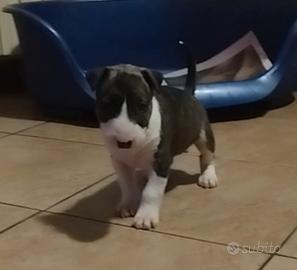 Bull terrier standard
